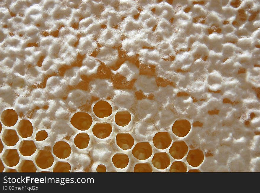 Honeycomb filled with honey mostly stuck with beeswax