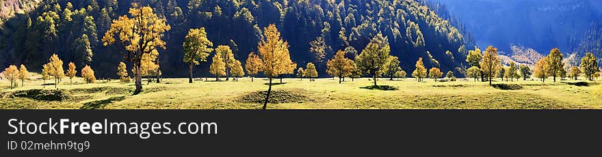 Maple trees in the Karwendel