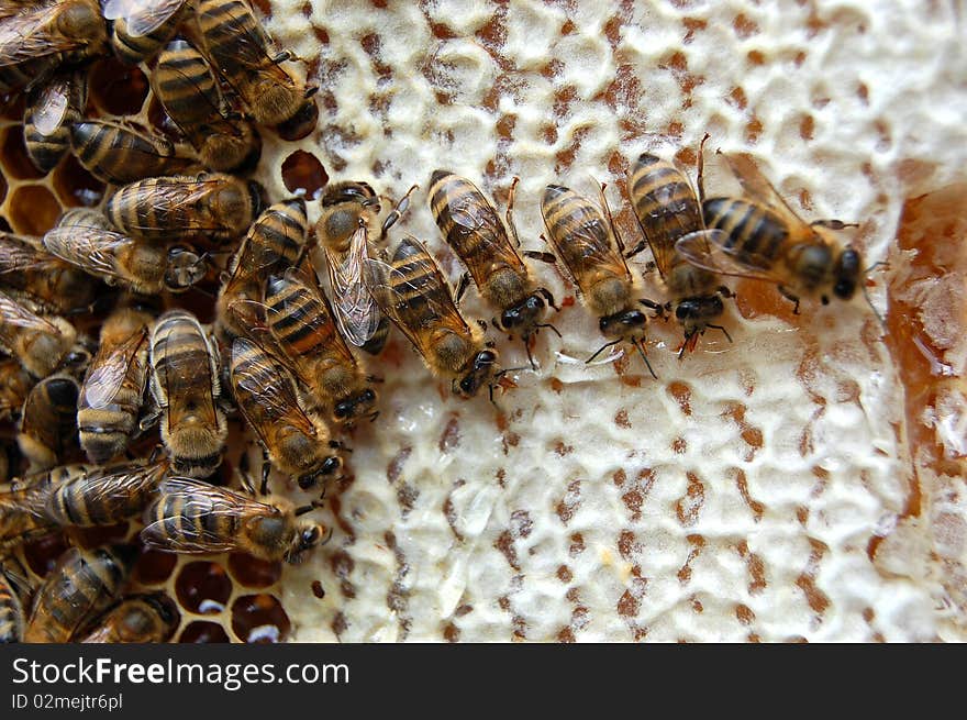 Bees eating honey on honeycomb which is partly filled with honey. Bees eating honey on honeycomb which is partly filled with honey