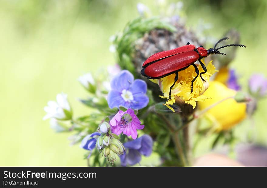 Red beetle