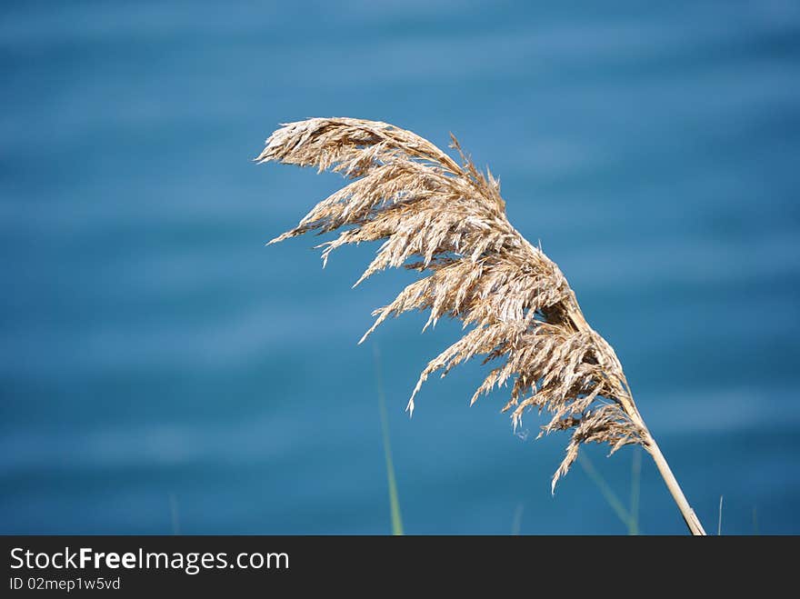 A plant by a lake. A plant by a lake.