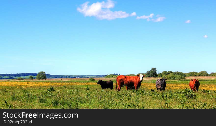 Cows