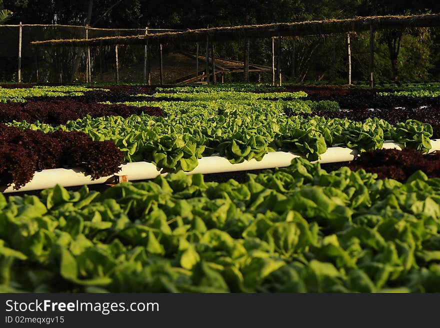 Hydroponics vegetable