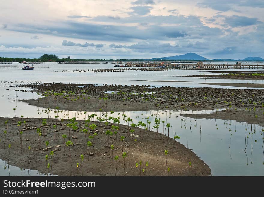 Young Mangrove