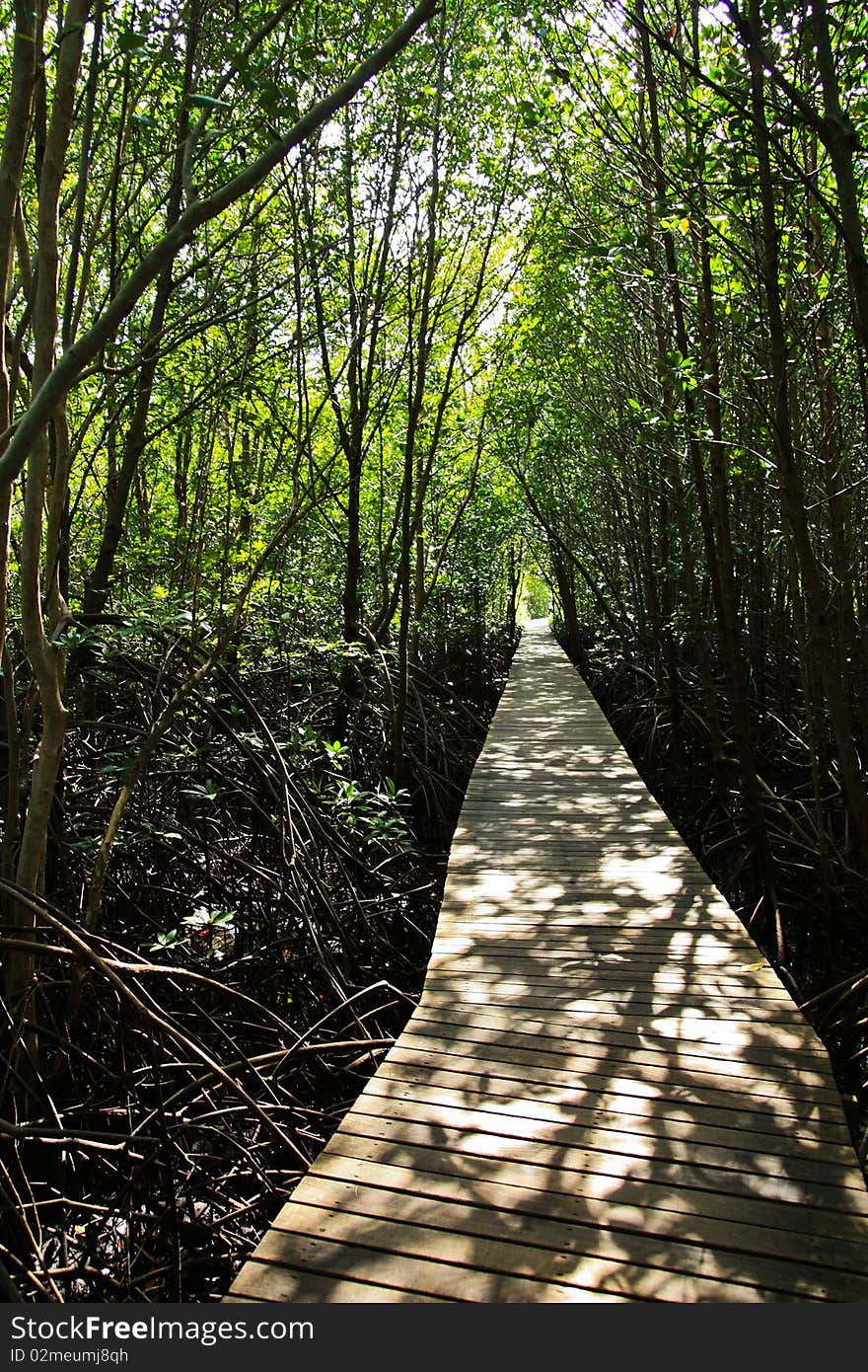 Walkway of mangrove in thailand. Walkway of mangrove in thailand