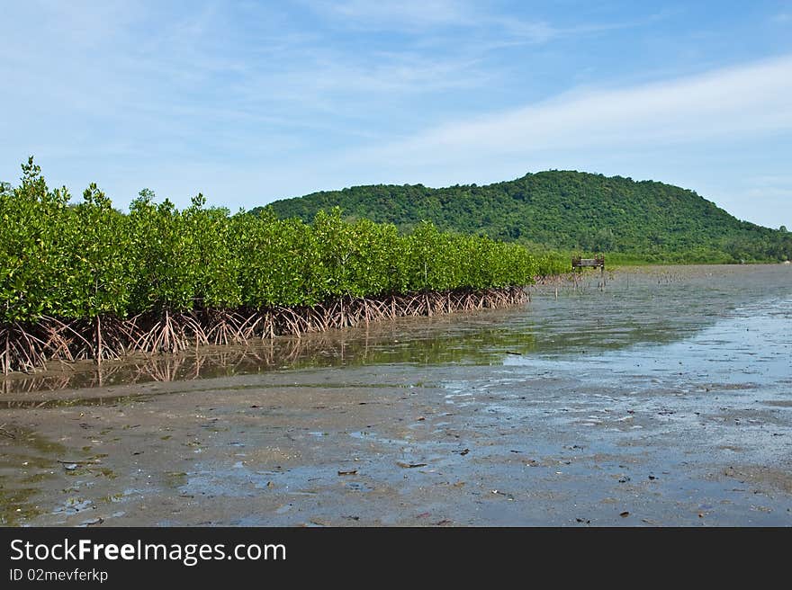 Mangrove in thailand