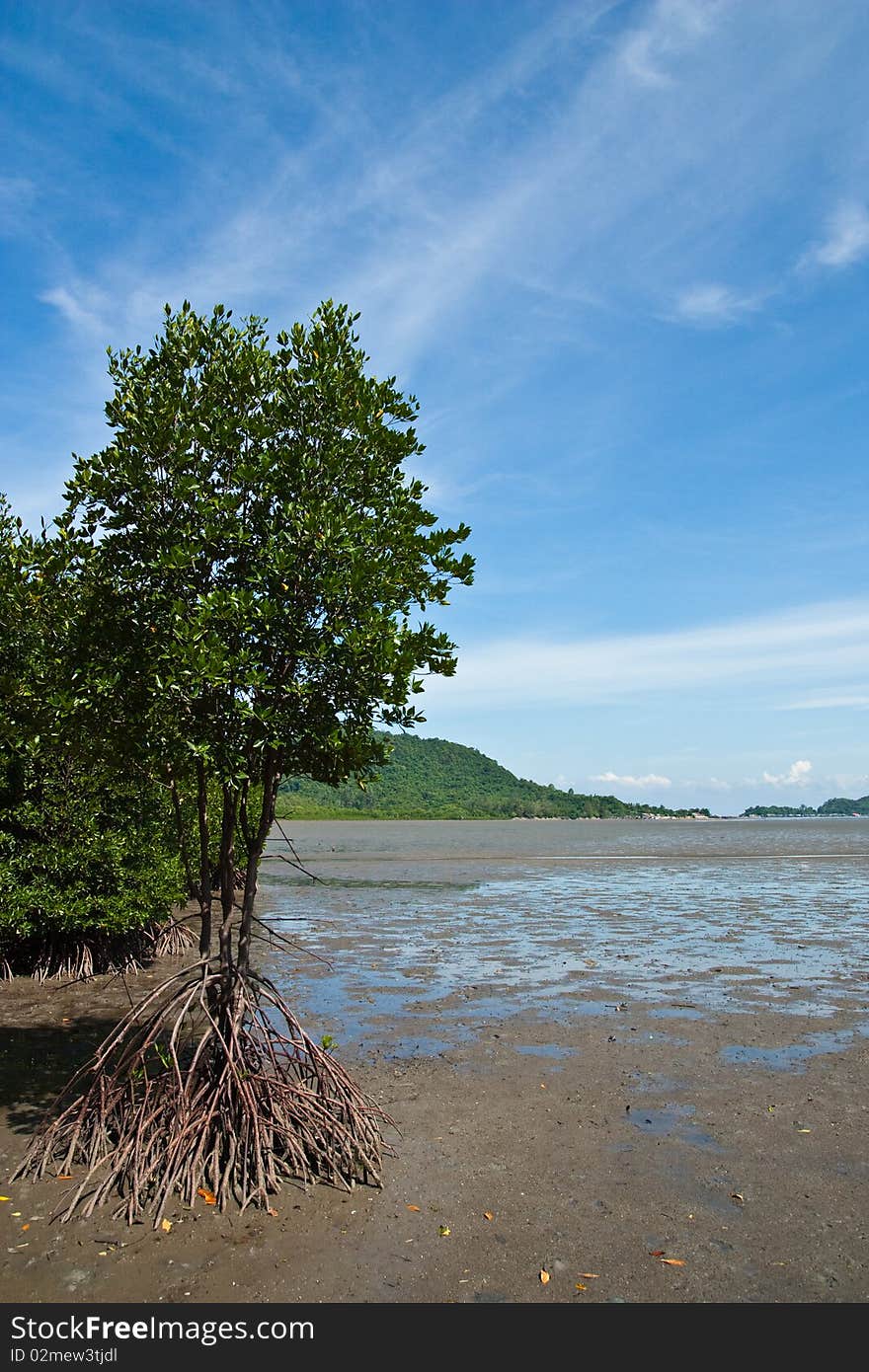 Mangrove In Thailand