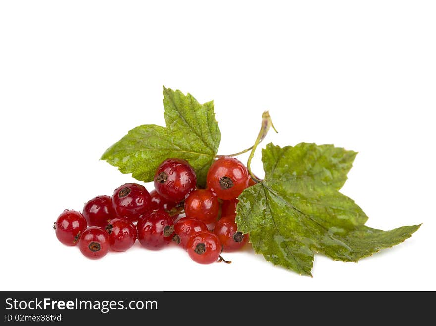 Red currant with drops of water isolated on white background