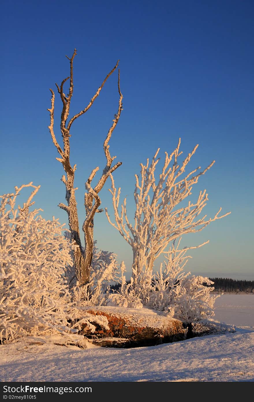 Winter landscape with frost trees in sunny day