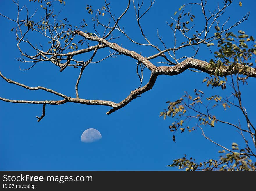 The Moon in blue sky.