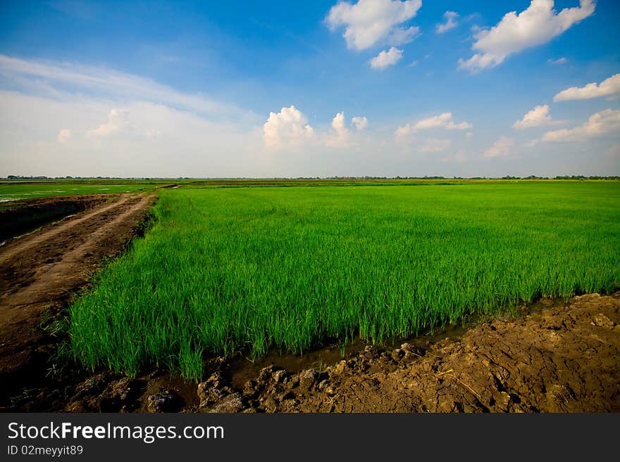 Rice Grass in the blue sky