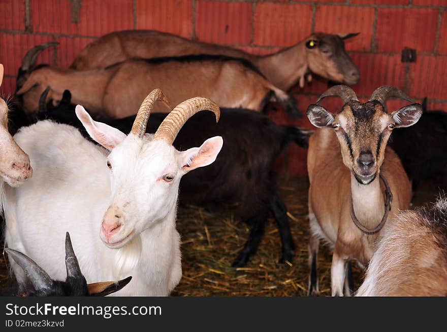 A flock of goats on the farm