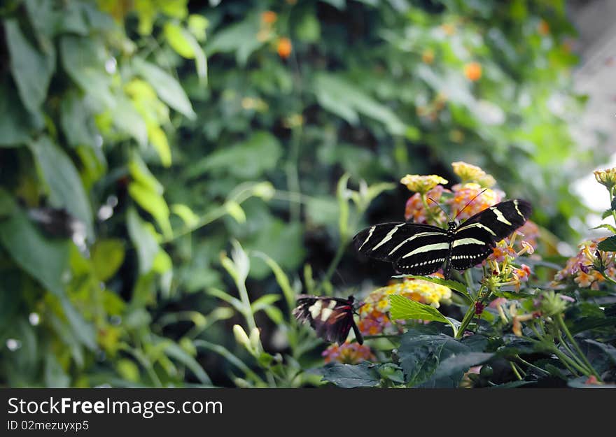 Stock image of a butterfly on leaves