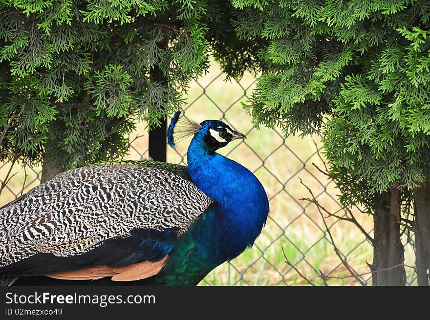 Beautiful blue peacock tail widespread