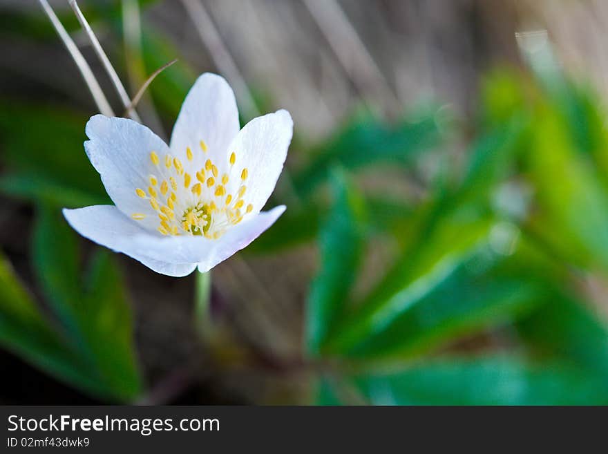 Wood anemone