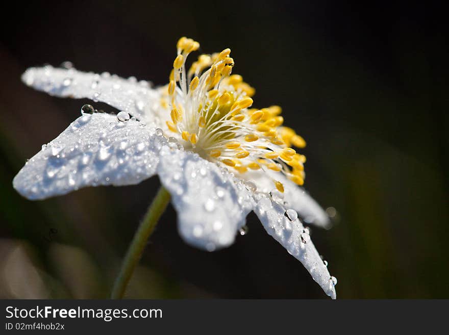 Wood Anemone