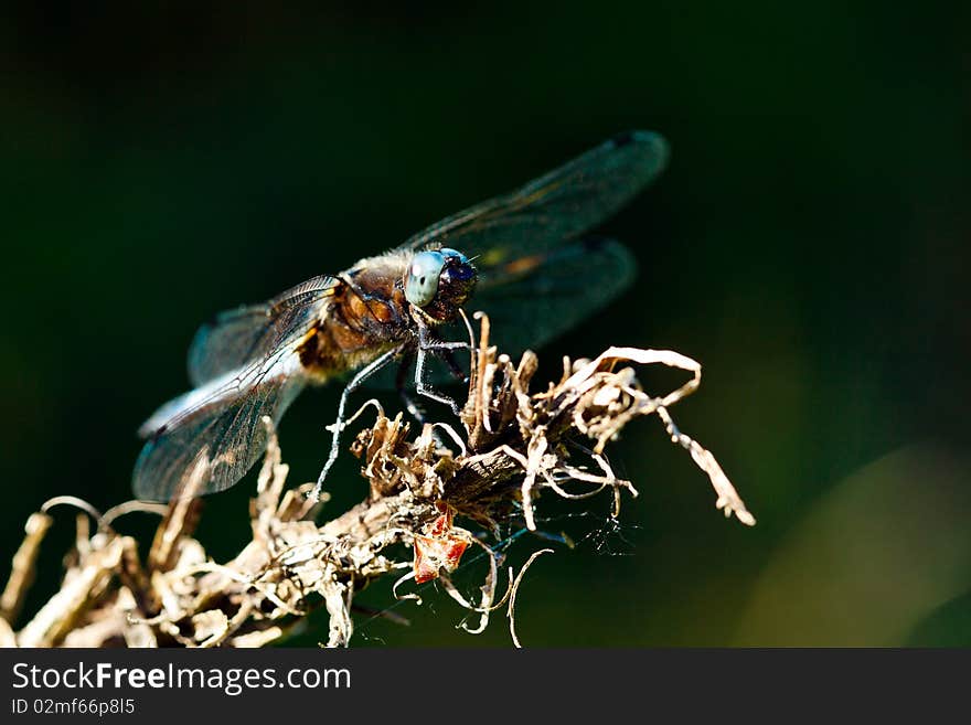 Resting dragonfly at sunny summer day