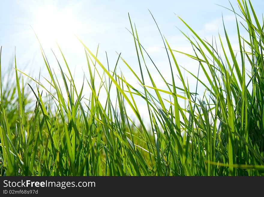 Green meadow in summer sun rays