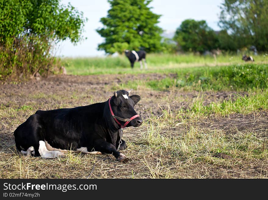 Young bullhead on the meadow on a sunny day. Young bullhead on the meadow on a sunny day