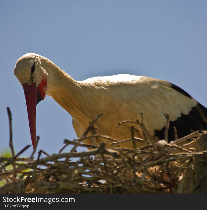 A female Stork has a caring eye on her eggs at the Aiguamolls del Emporda nature reserve in northeast Spain. A female Stork has a caring eye on her eggs at the Aiguamolls del Emporda nature reserve in northeast Spain.