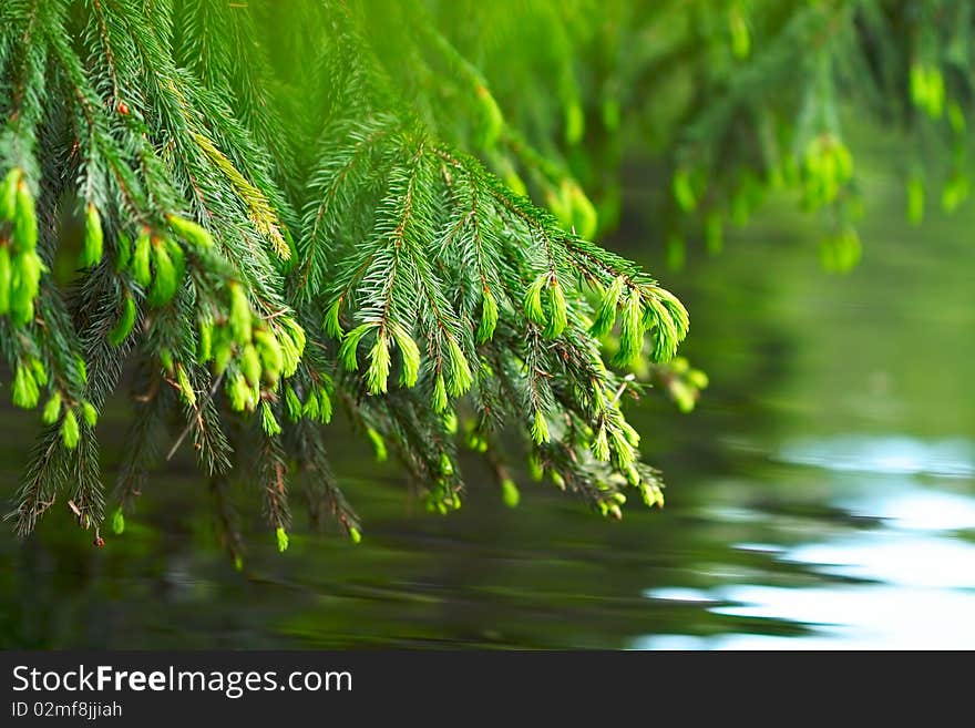 The branch of the fir over water. The branch of the fir over water.