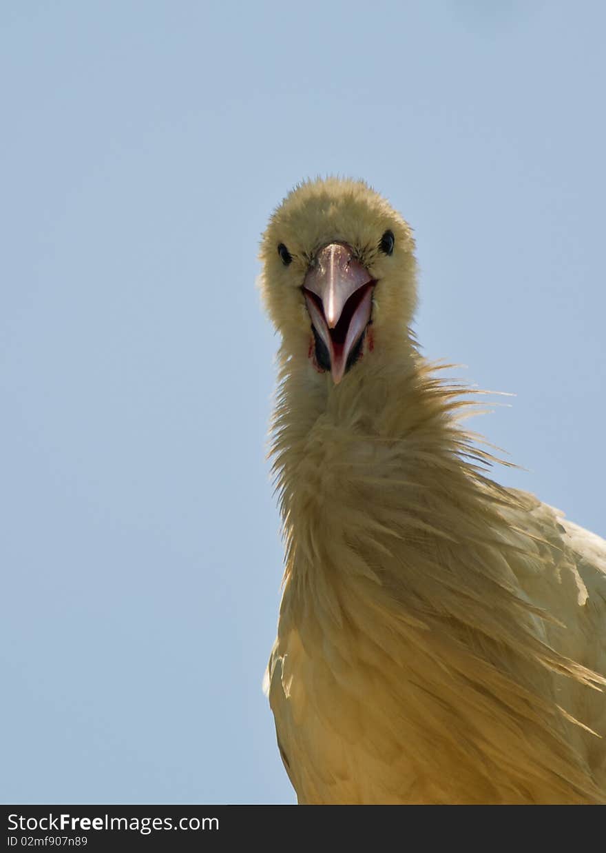 A young Stork still unable to fly looks down from his nest at the Aiguamolls del Emporda nature reserve in northeast Spain where Storks have been reintroduced into their former habitat. . A young Stork still unable to fly looks down from his nest at the Aiguamolls del Emporda nature reserve in northeast Spain where Storks have been reintroduced into their former habitat.