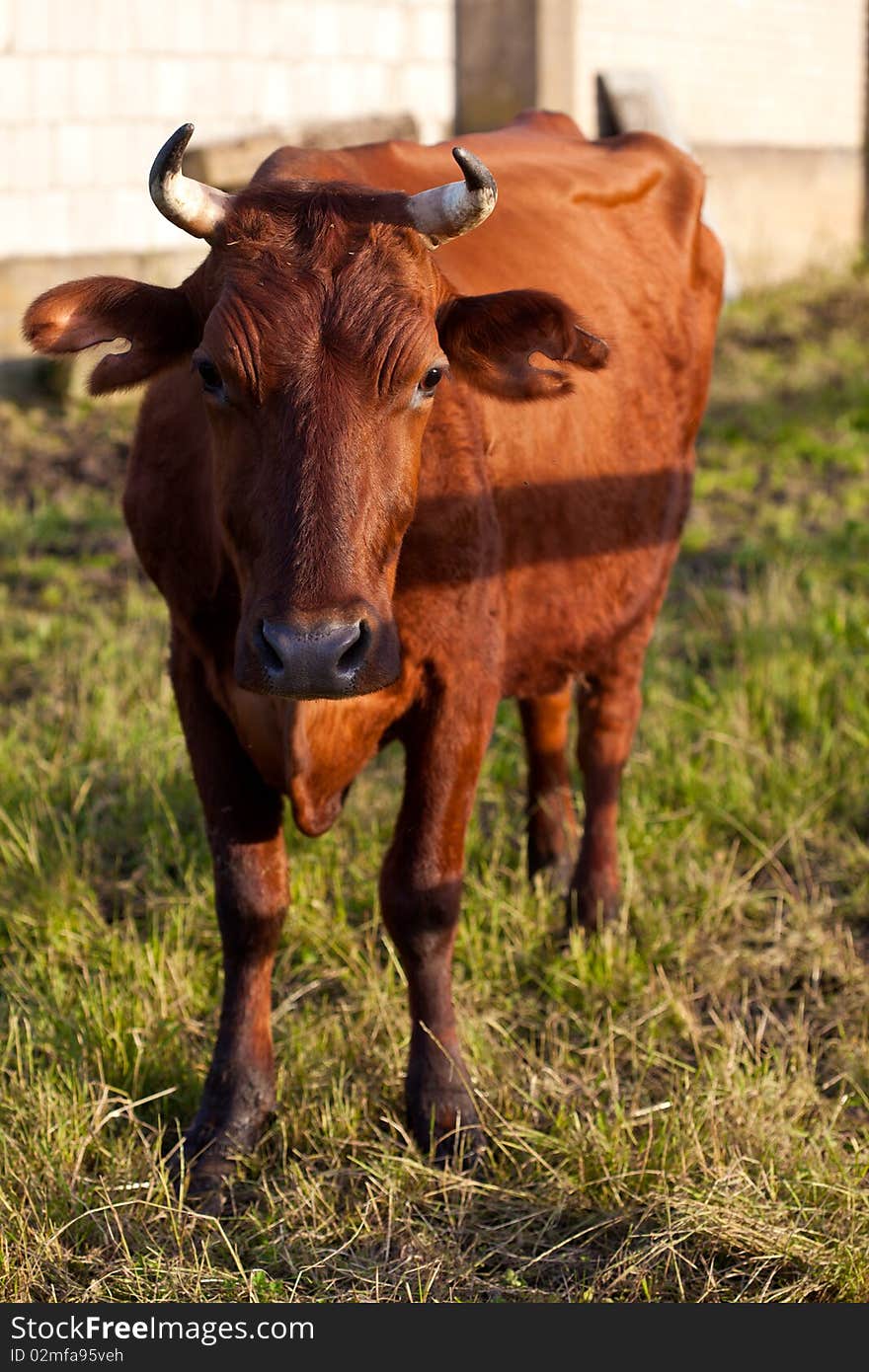 Brown cow on pasture on a sunny day