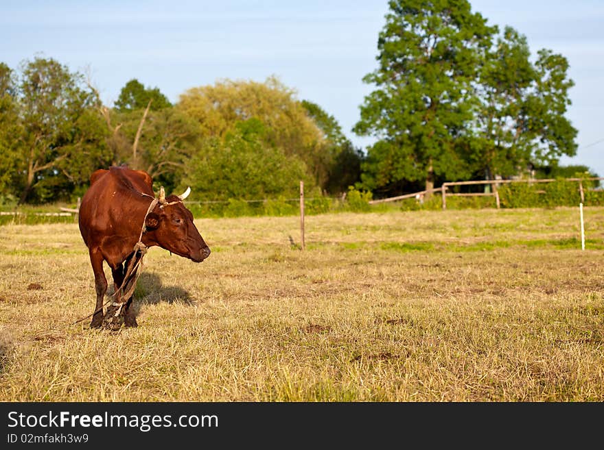 Brown cow on pasture on a sunny day