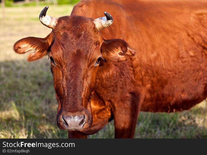 Brown cow on pasture on a sunny day