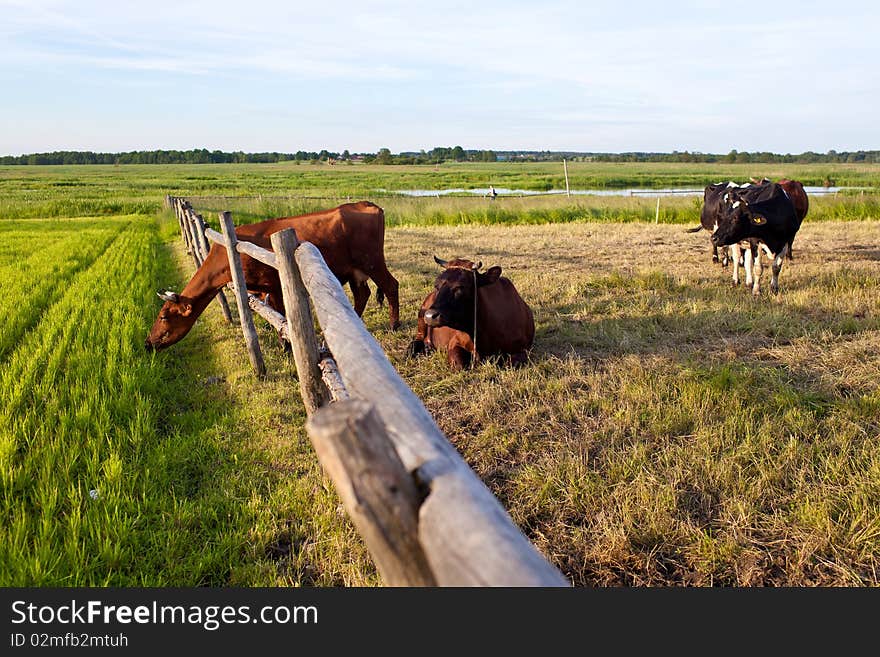 Cow and fresh grass