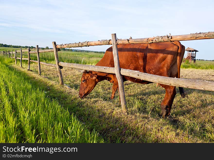 Cow And Fresh Grass