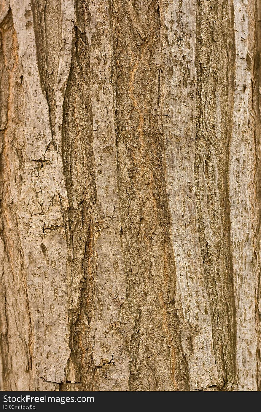 Bark