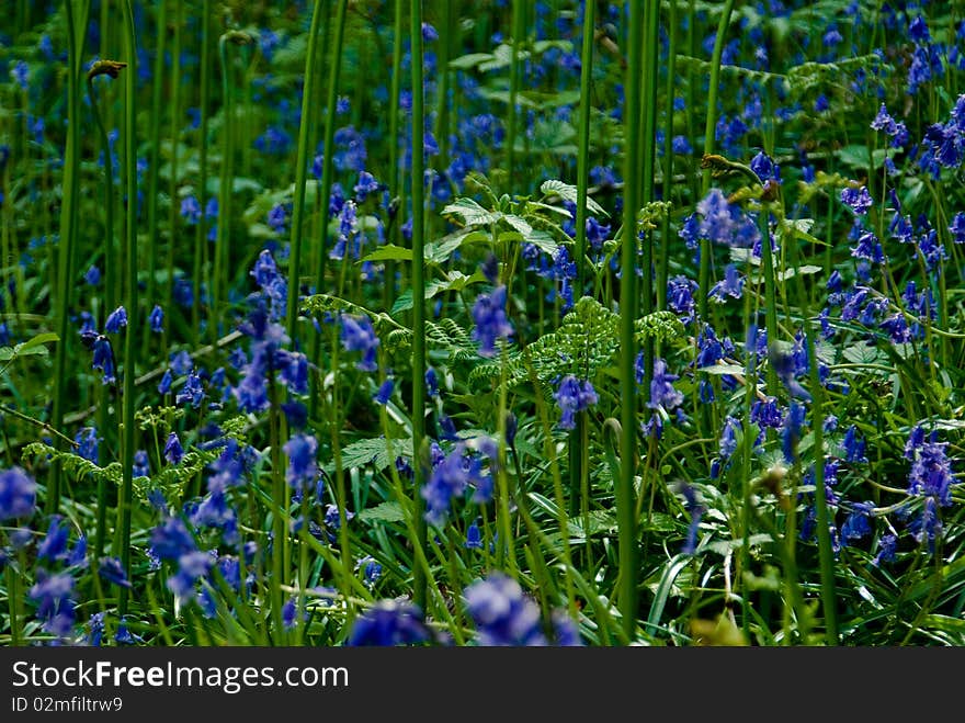 Bluebell background