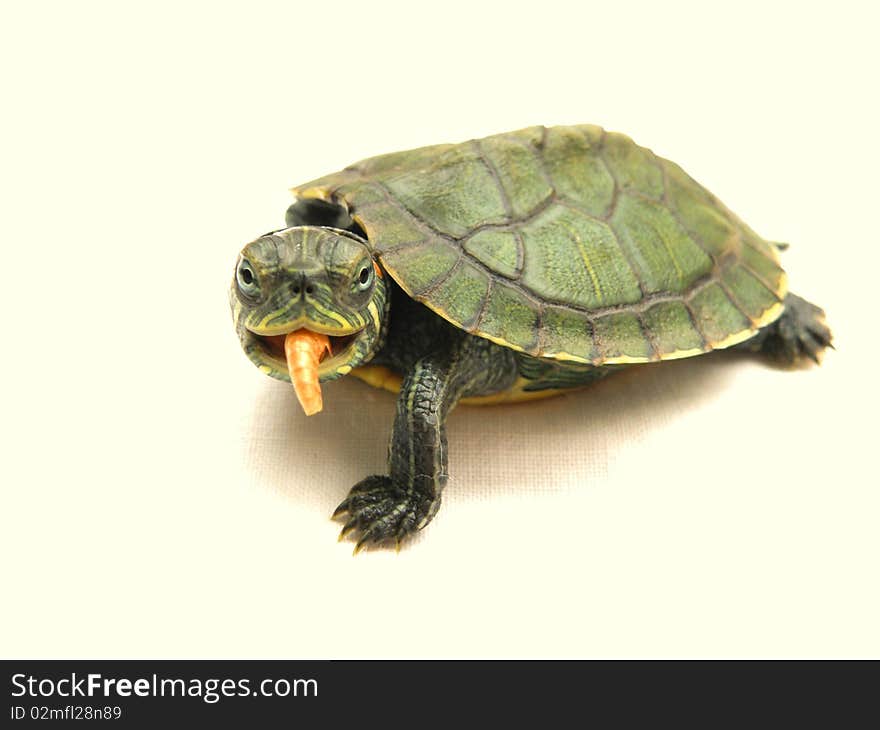 Small turtle III