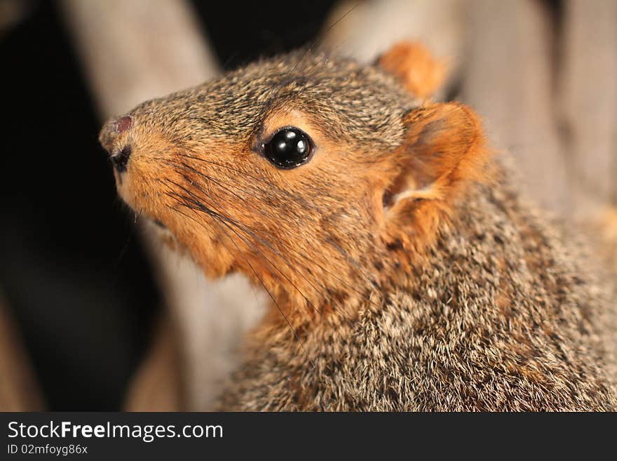 Closeup of a fox squirrel that has been stuffed.