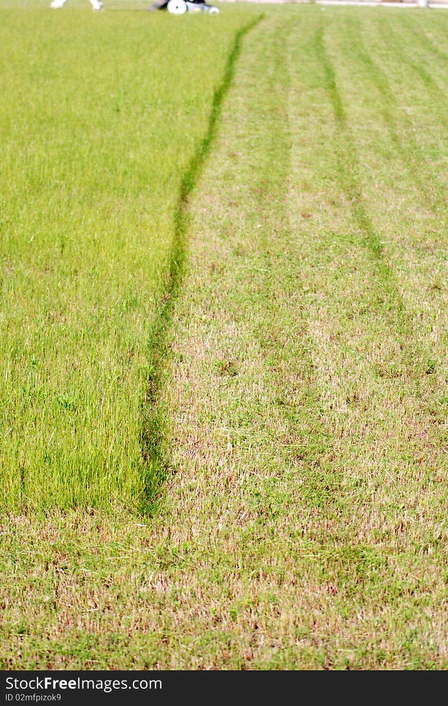 The grass was cut on a grassy lawn