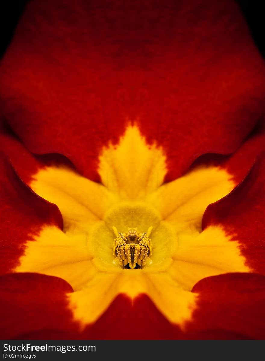 Detail of pistils and petals. Detail of pistils and petals