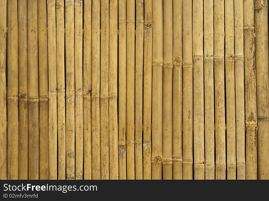 Golden Bamboo In Thailand