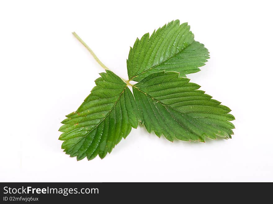 Strawberry leaf isolated on white