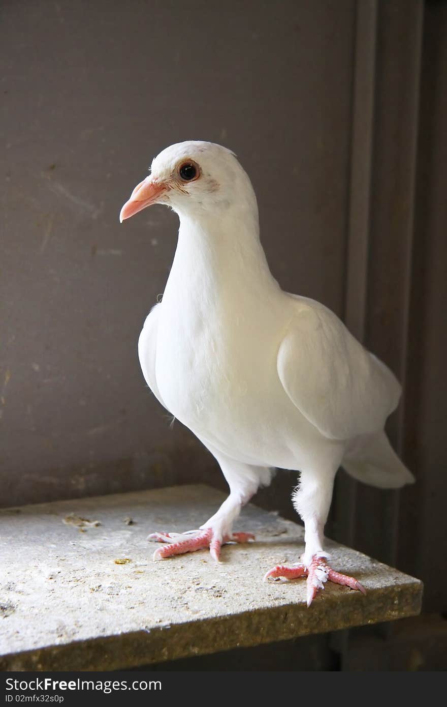 Homing pigeon inside the coop. Homing pigeon inside the coop.