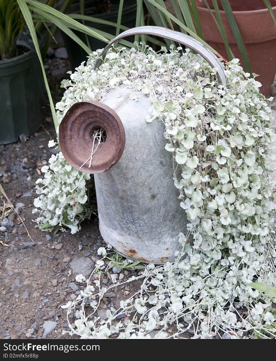 Flowering watering can