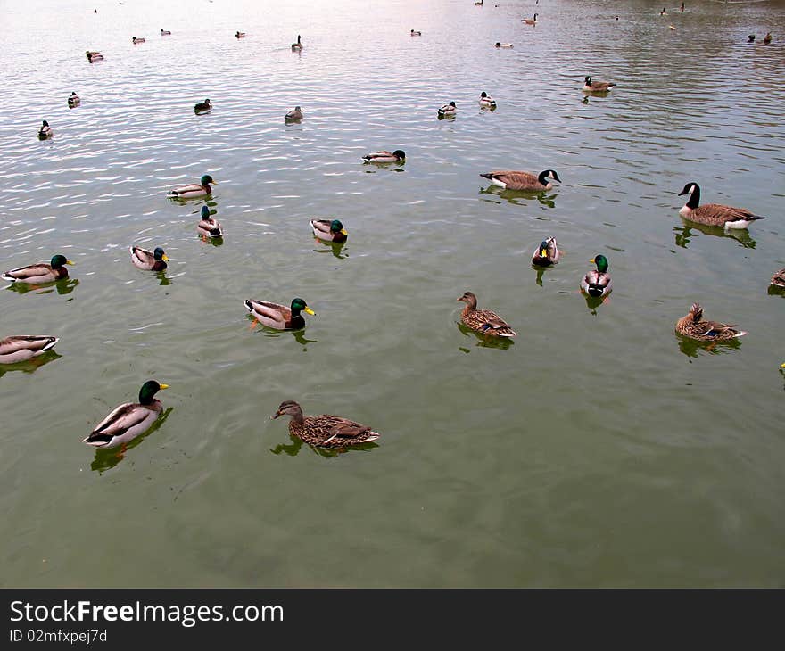 A pond in Prospect Park, NY filled with ducks.