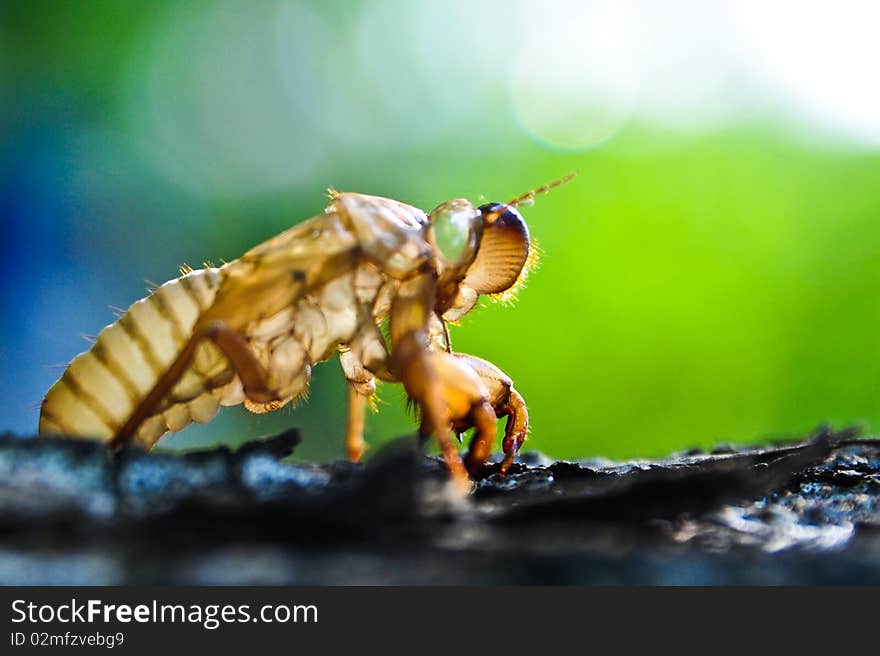 Cicada is Molt on tree