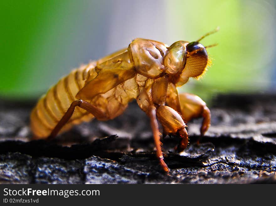 Cicada is Molt on tree