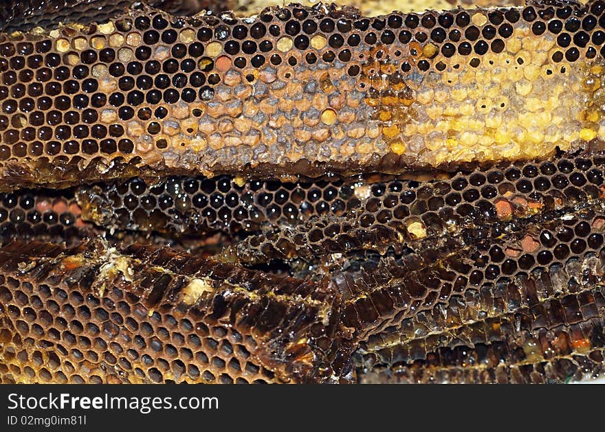 Piece of honey comb with honey. Piece of honey comb with honey