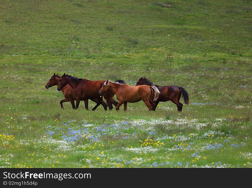 Horses on the green mountains. Horses on the green mountains