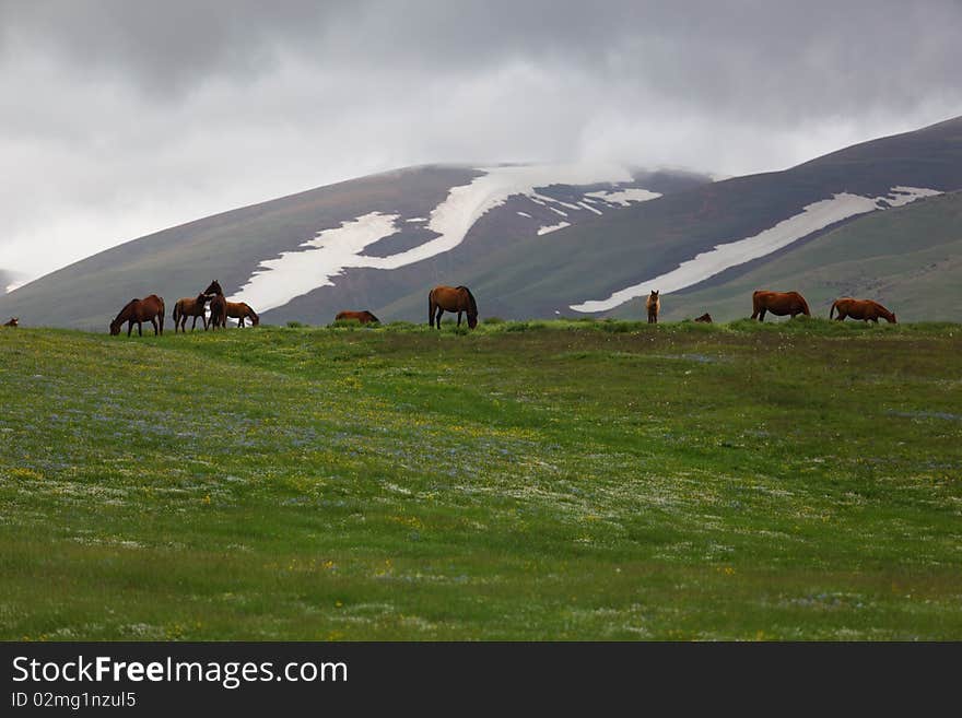 Horses in mountains