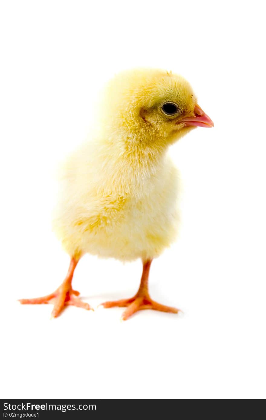 Yellow chicken isolated on a white background