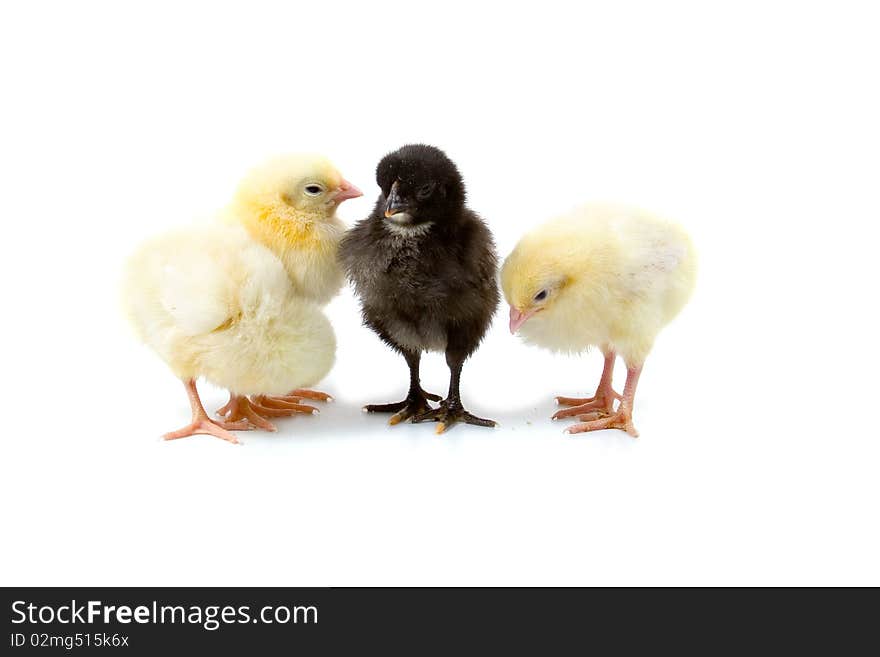 Black chick among a group of yellow chicks isolated on white background