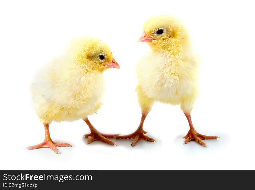 Yellow chickens isolated on a white background